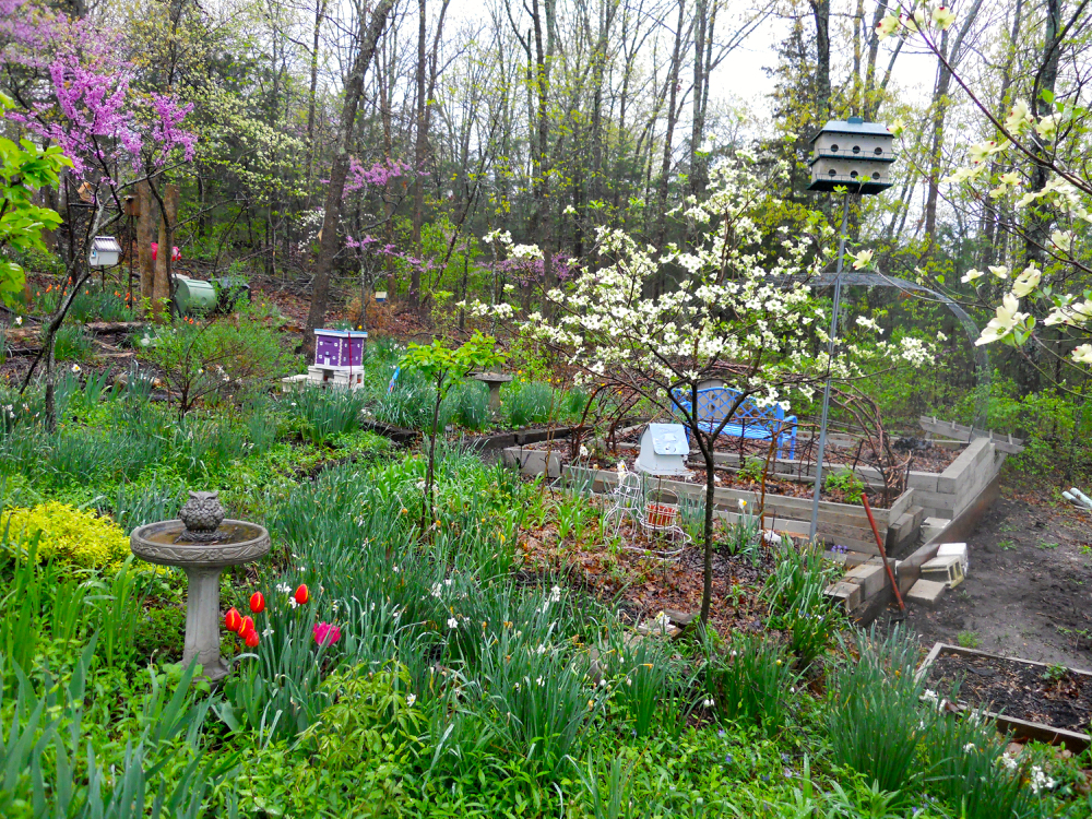 A few tulips brighten up the southern flower beds. (Photo by Charlotte Ekker Wiggins)