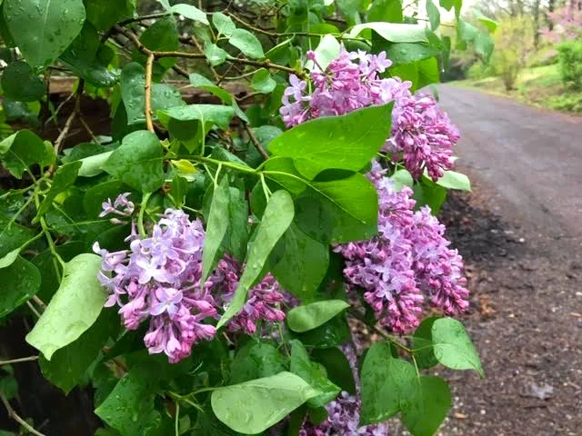 Running straight into these old-fashioned lilac flowers. (Photo by Charlotte Ekker Wiggins)