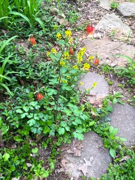 Missouri native columbine with yellow rocket along a path. (Photo by Charlotte Ekker Wiggins)