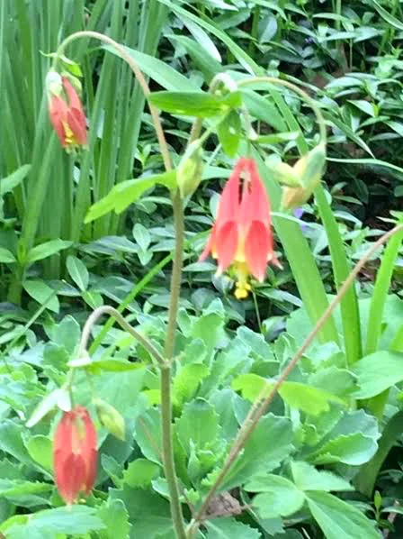 Missouri native columbine is red with yellow and delicate. (Photo by Charlotte Ekker Wiggins)
