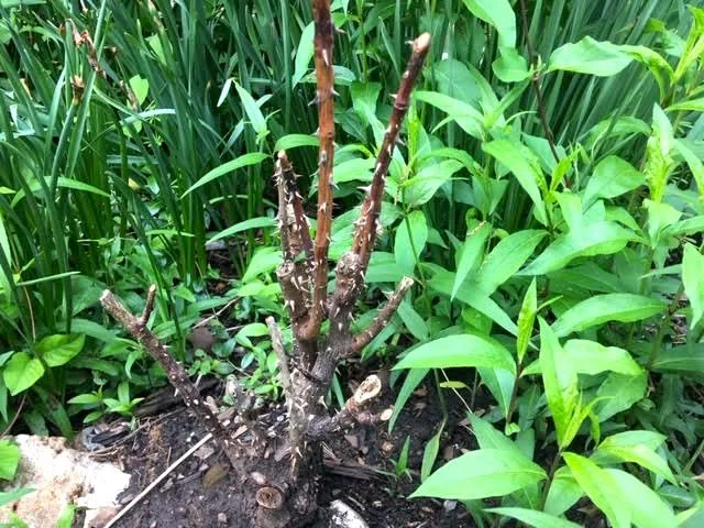 You think this hybrid tea rose is dead? Think again. (Photo by Charlotte Ekker Wiggins)