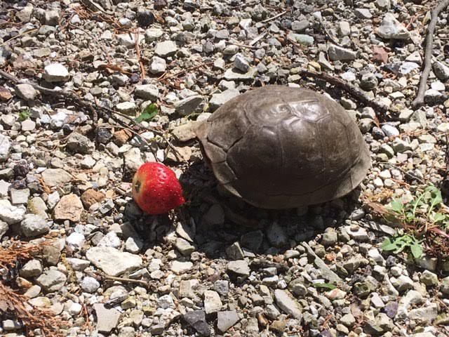 A little spring treat to my garden visitor before I left him to enjoy it. (Photo by Charlotte Ekker Wiggins)