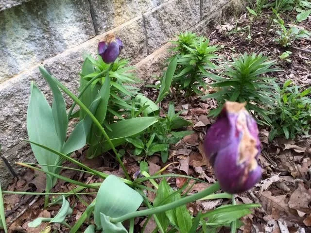 Daffodils and purple tulips are now fading in my garden. (Photo by Charlotte Ekker Wiggins)