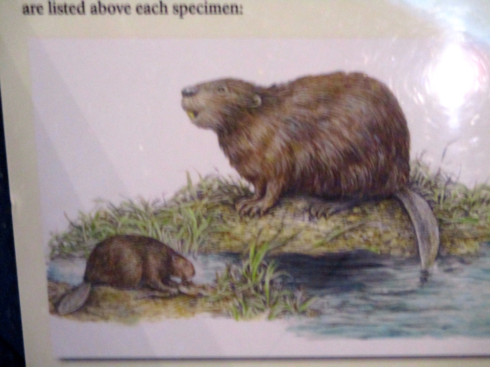 Here are the beavers fully-covered in fur. (Photo by Charlotte Ekker Wiggins)