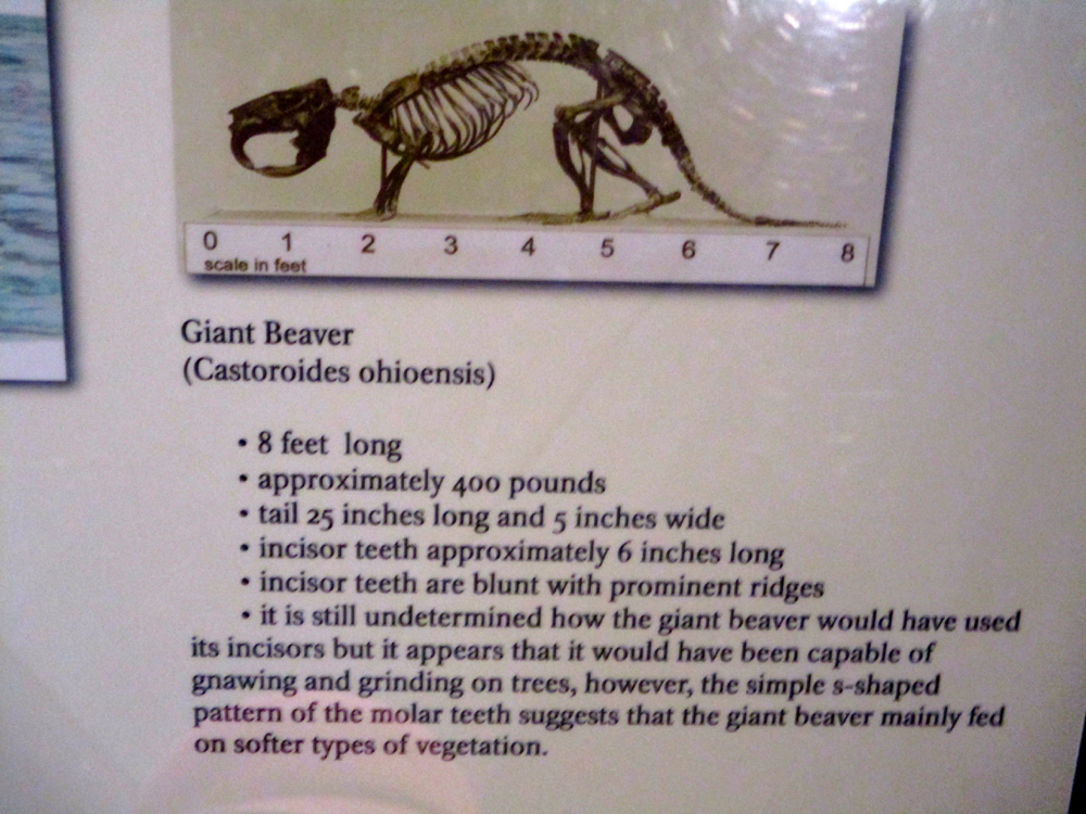 Now that’s a big - no, giant - beaver! (Photo by Charlotte Ekker Wiggins)
