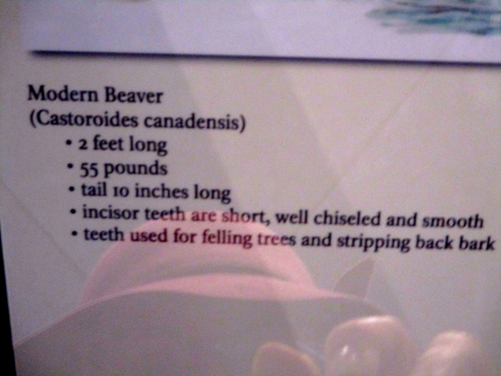 Dimensions of today’s beaver for comparison. (Photo by Charlotte Ekker Wiggins)