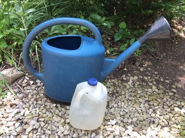 No need for a watering can, you can also repurpose a one gallon milk jug. (Photo by Charlotte Ekker Wiggins)