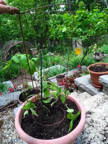 Add a tomato cage now or you may forget. I do! (Photo by Charlotte Ekker Wiggins)