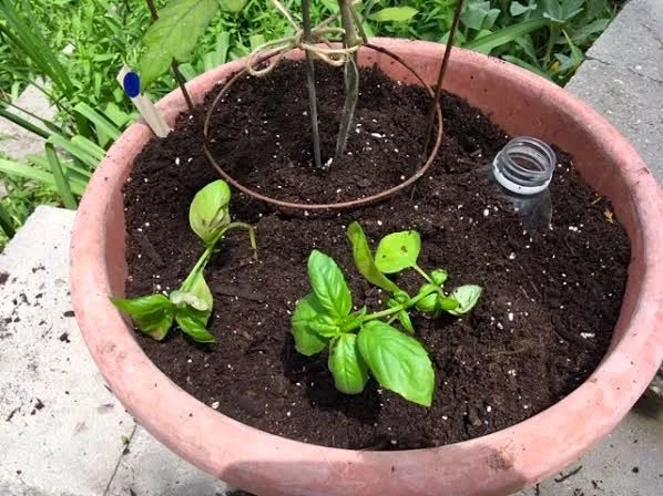 One last addition, basil to keep bugs at bay. (Photo by Charlotte Ekker Wiggins)
