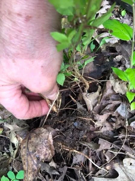 Pull bush honeysuckle starts after a rain. (Photo by Charlotte Ekker Wiggins)