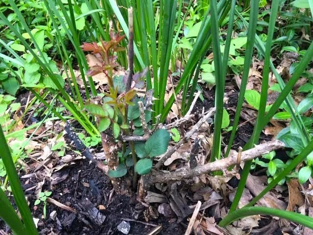 Here’s one of the bare root roses getting a good start. (Photo by Charlotte Ekker Wiggins)
