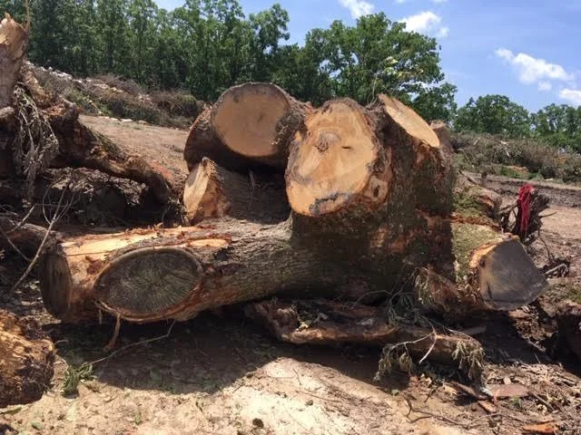 Humongous tree left at our local recycling center. (Photo by Charlotte Ekker Wiggins)