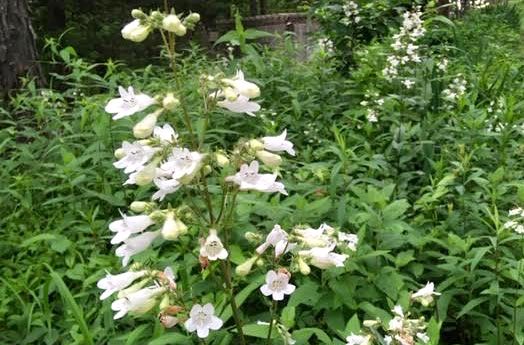 Beard-tongue, Penstemon digitalis , a Missouri native, is a lovely addition to any summer garden. (Photo by Charlotte Ekker Wiggins)