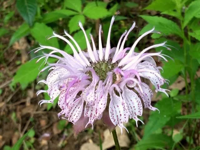 Doesn’t this flower look like something Dr. Seuss would have drawn? (Photo by Charlotte Ekker Wiggins)