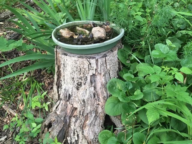 This make shift bee bar inspired me to try a bird bath on another tree stump. (Photo by Charlotte Ekker Wiggins)