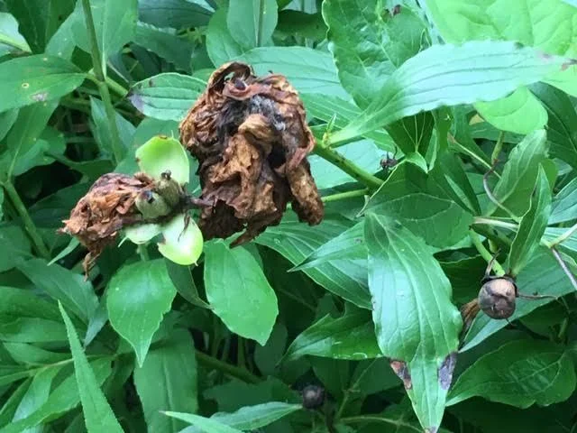Cut off dried peony flowers and buds after their blooming season but leave the leaves until they die back. (Photo by Charlotte Ekker Wiggins)