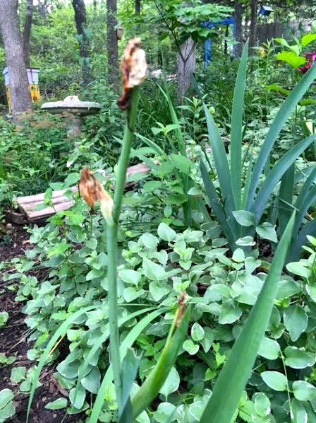 Cut off the dried flowers but leave the green leaves on the rhizomes. (Photo by Charlotte Ekker Wiggins)