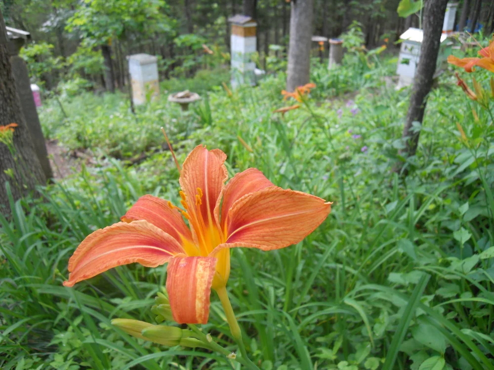 These are descendants from the original immigrant daylilies. (Photo by Charlotte Ekker Wiggins)