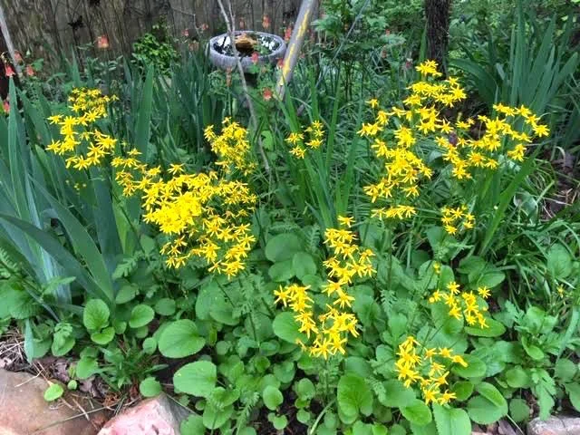 Squaw Weed blooming in my Missouri hillside garden. (Photo by Charlotte Ekker Wiggins)