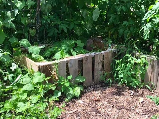 Zuchini is growing in this pallet raised bed at a friend’s garden. (Photo by Charlotte Ekker Wiggins)