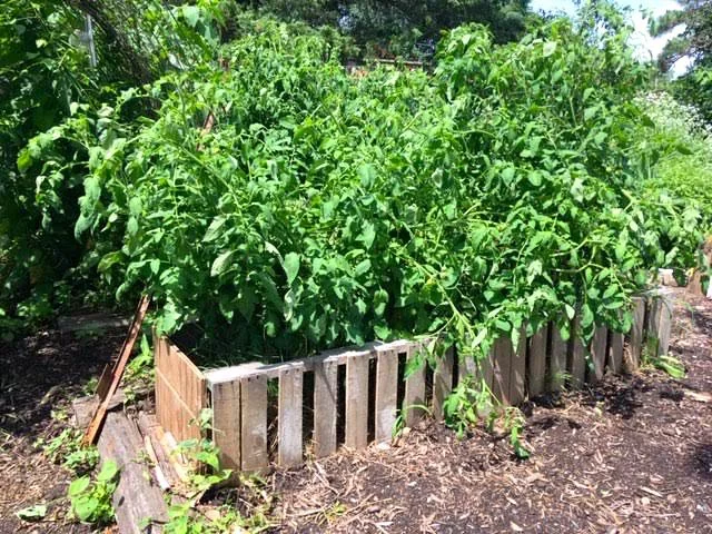 Tomatoes taller than I am are growing in this raised bed full of used straw. (Photo by Charlotte Ekker Wiggins)