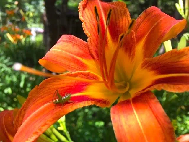 Tiny grasshopper visits one of my orange daylilies. (Photo by Charlotte Ekker Wiggins)