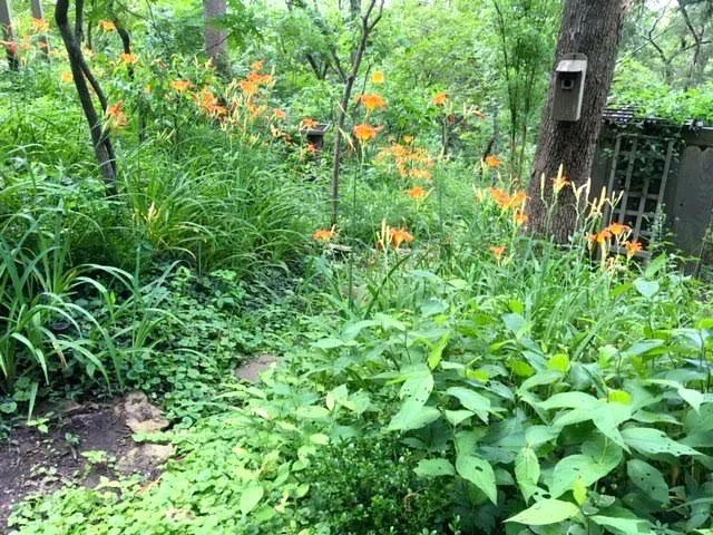 Orange daylilies line one of my paths down the hill. (Photo by Charlotte Ekker Wiggins)