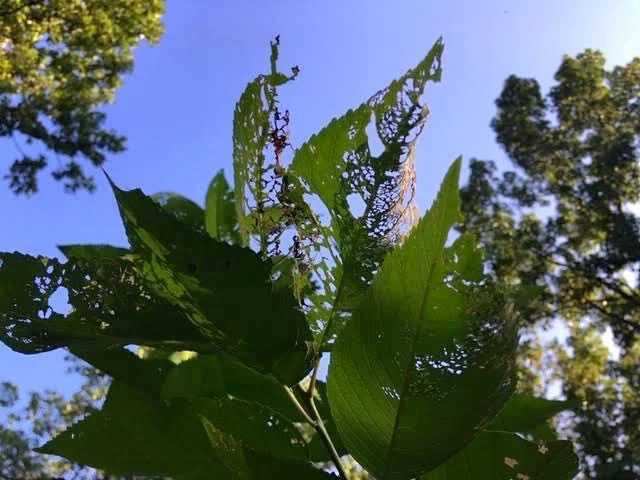 Leaves that turn like lace are a sign of Japanese beetles. (Photo by Charlotte Ekker Wiggins)