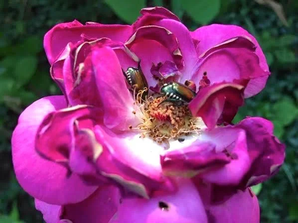 Japanese beetles eat all garden edibles including roses. (Photo by Charlotte Ekker Wiggins)