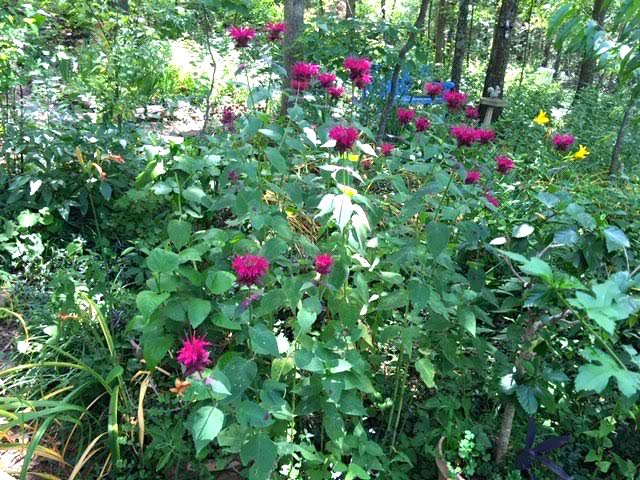 Raspberry bee balm has spread through the hyssop flower bed. (Photo by Charlotte Ekker Wiggins)
