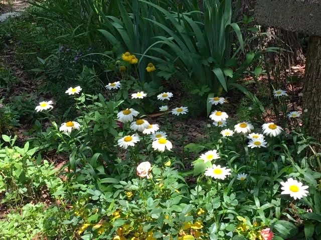 Shasta daisies bloom in a part shaded flower bed. (Photo by Charlotte Ekker Wiggins)