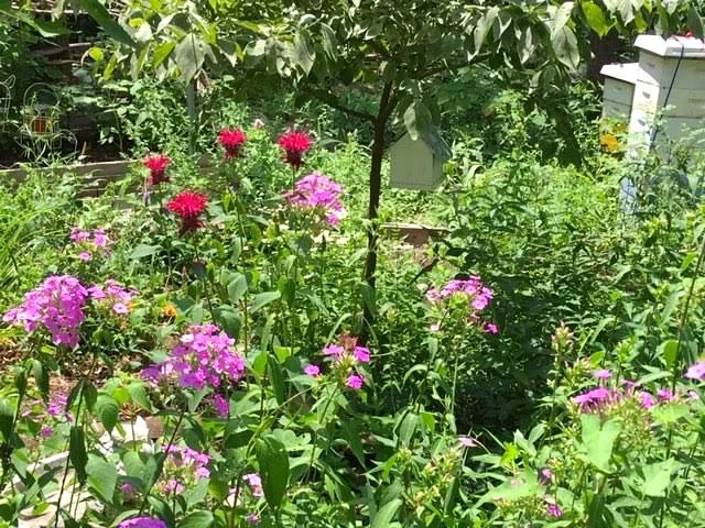 Native Missouri pink phlox keep more bee balm company. (Photo by Charlotte Ekker Wiggins)