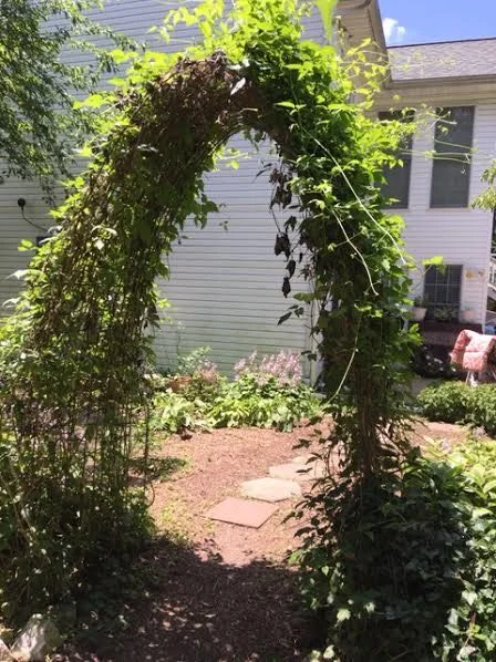 This is a cattle panel bent into an arbor shape and covered in vines. (Photo by Charlotte Ekker Wiggins)