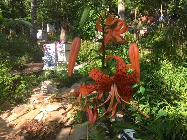 I have several tiger lily plants now growing together. (Photo by Charlotte Ekker Wiggins)