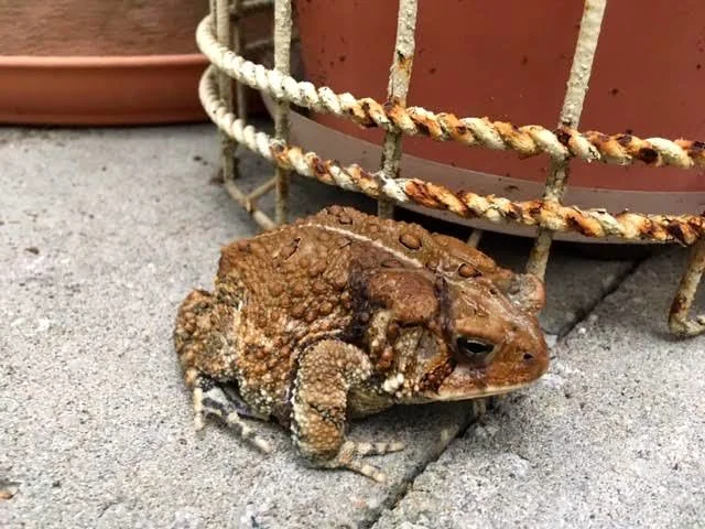 Bumpy red American toad is easy to spot. (Photo by Charlotte Ekker Wiggins)
