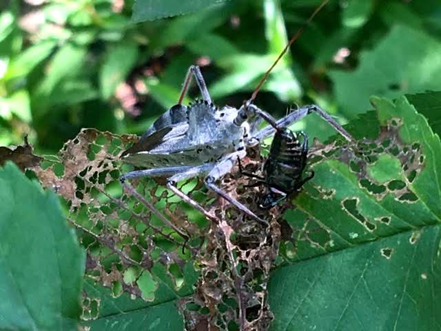 Assassin bug makes a meal out of a Japanese beetle in my garden. (Photo by Charlotte Ekker Wiggins)