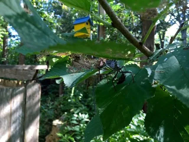 This assassin bug patrols one of my dwarf cherry trees. (Photo by Charlotte Ekker Wiggins)