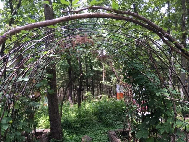 Two cattle panels covered in cedar boughs have blackberries nestled along the sides. (Photo by Charlotte Ekker Wiggins)