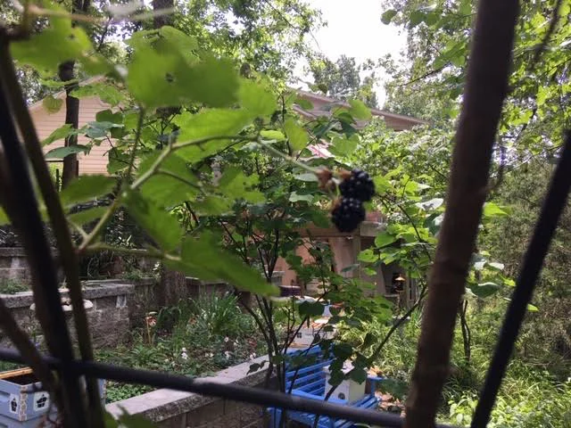 Two more blackberries ready for picking as I walk through! (Photo by Charlotte Ekker Wiggins)