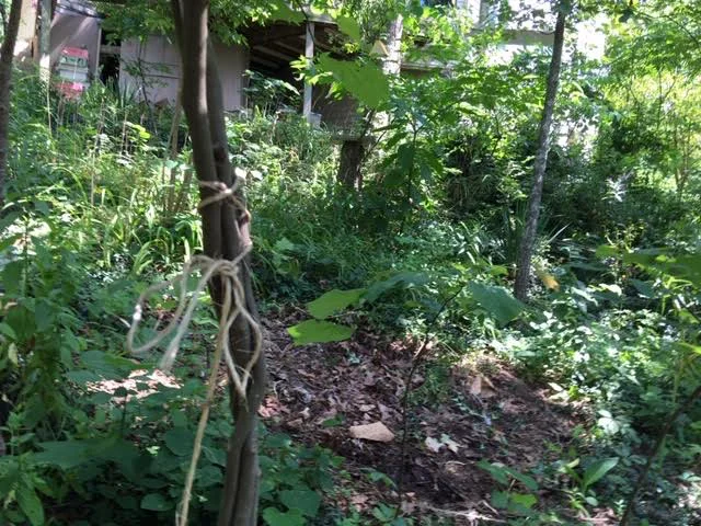 To strengthen Eastern Redbud trunks, try braiding several together. (Photo by Charlotte Ekker Wiggins)