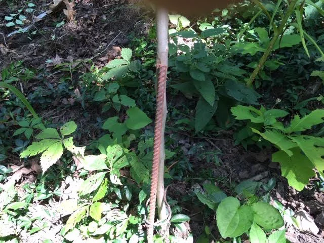 Sometimes a piece of rebar helps to hold a Redbud tree trunk straight. (Photo by Charlotte Ekker Wiggins)