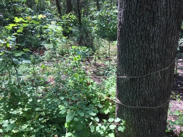 Several Eastern Redbuds are tied to this larger tree trunk to anchor them. (Photo by Charlotte Ekker Wiggins)