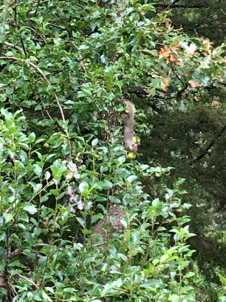 One of my resident squirrels snacking on my very green Bartlett pears. (Photo by Charlotte Ekker Wiggins)
