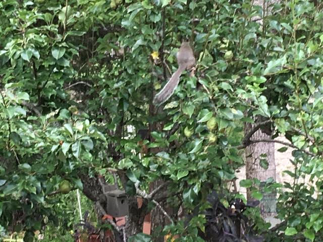 Gray squirrel selecting a green pear to pick. (Photo by Charlotte Ekker Wiggins)