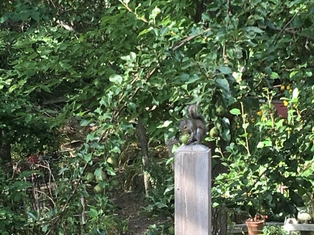 One of my resident squirrels enjoying an afternoon green pear snack. (Photo by Charlotte Ekker Wiggins)