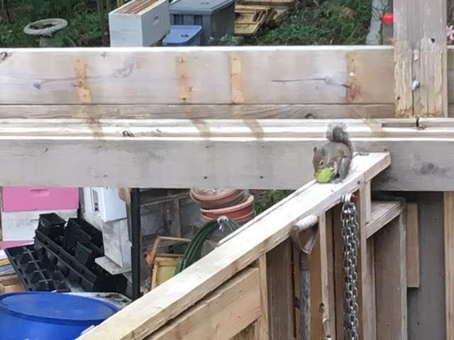 Another grey squirrel enjoying a Bartlett pear on my torn up deck. (Photo by Charlotte Ekker Wiggins)