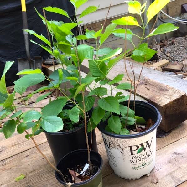 Some of the plant starts from earlier this spring, ready for transplanting. (Photo by Charlotte Ekker Wiggins)