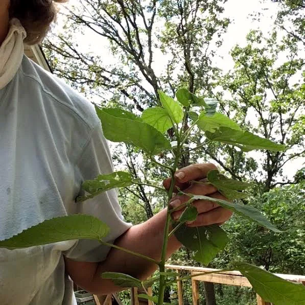 That same native rose mallow is now almost 5 feet tall, ready to move into the garden. (Photo by Charlotte Ekker Wiggins)