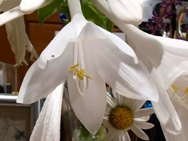 August lilies are actually a fragrant hosta with lovely 6-inch long white flowers. (Photo by Charlotte Ekker Wiggins)