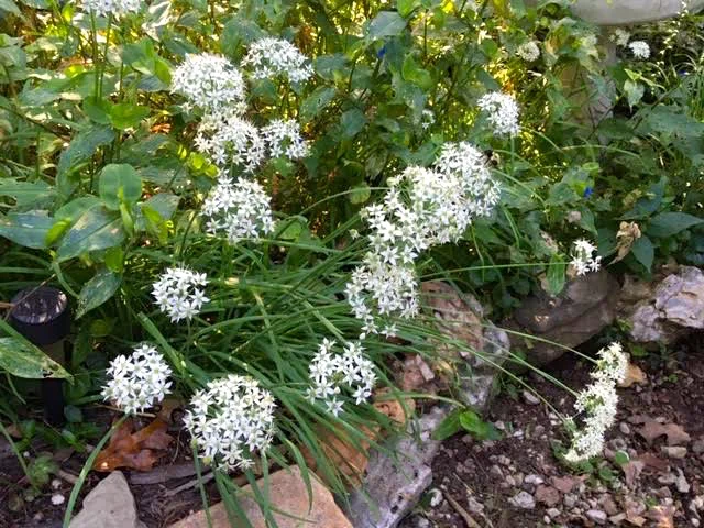 These garlic chives came from a neighbor’s house and finally bloomed this year. (Photo by Charlotte Ekker Wiggins)